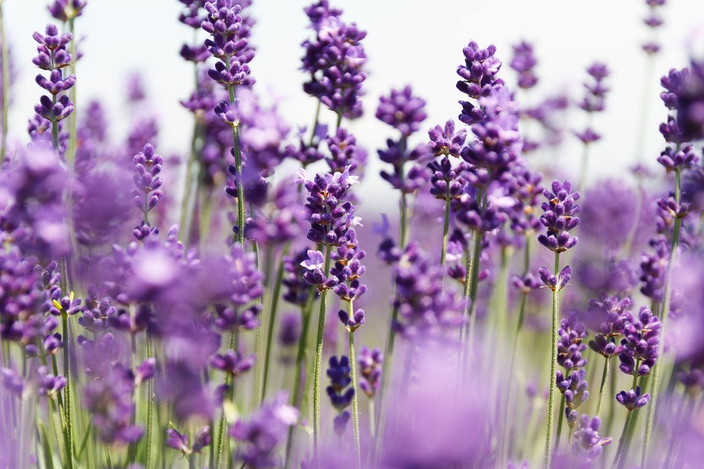 🌸 사쿠라 라벤더 정원(사쿠라 라벤다란도) 이미지 6